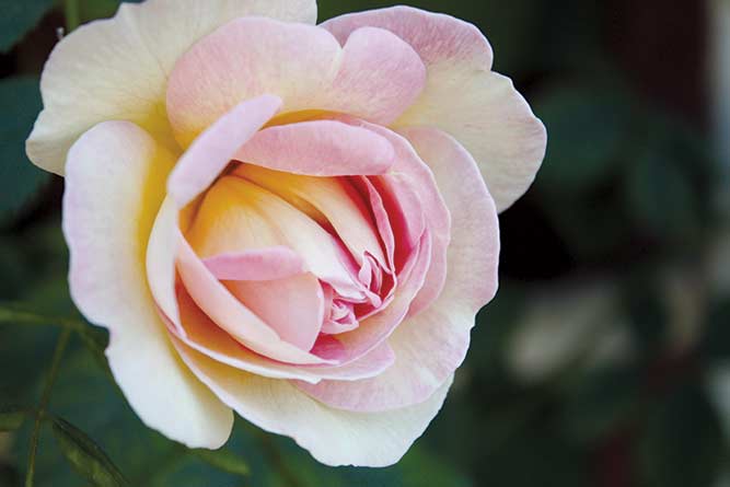 Frühlingsduft, en remonterende Spinosissima-rose