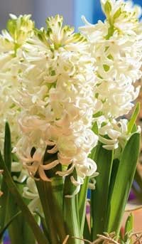 Foto: International Flower Bulb Centre