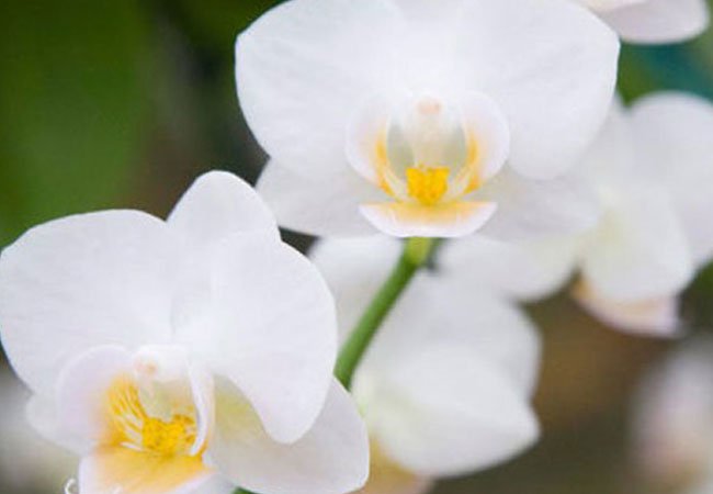 Phalaenopsis-orkidé