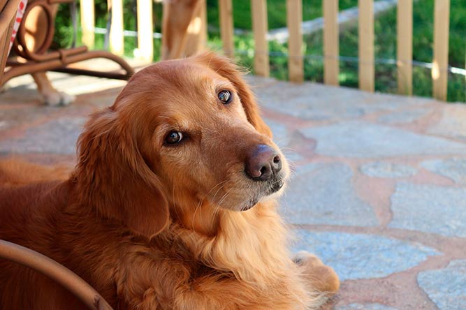 Golden retriever en av norges populære hunderaser