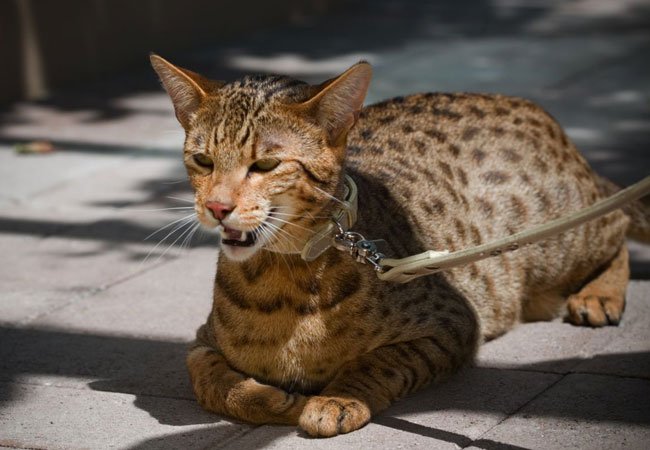 Ashera-katten topper skalaer når det gjelder katter som koster en formue.