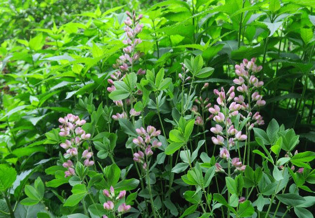 Baptisia Pink truffles