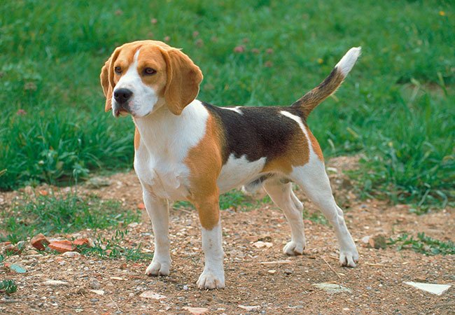 Beaglen er lille til medium i størrelsen, og den er oprindeligt blevet avlet til at være en jagthund