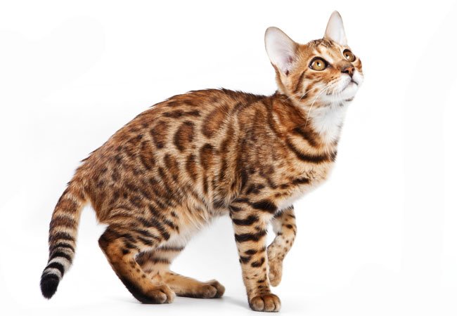 Bengal-katten er en relativt ny rase som dukket opp i USA på 1980-tallet.