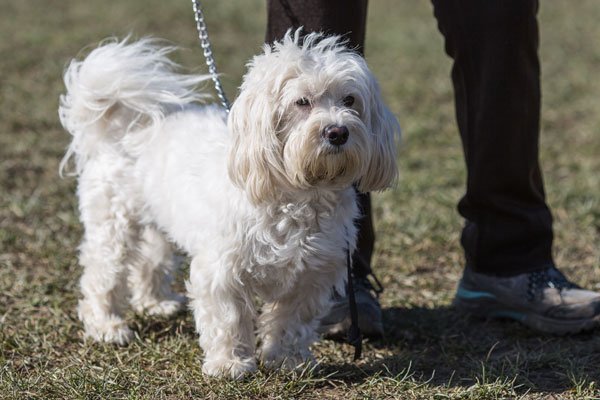 Bichon havanais er Cubas nationalhund, hvor den også stammer fra.