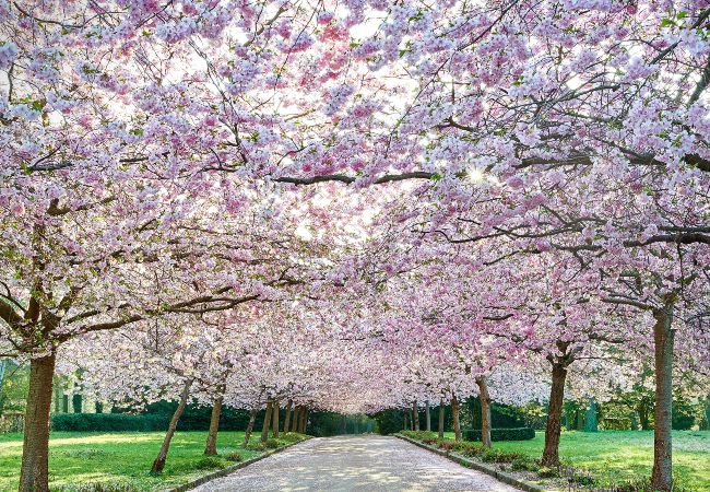 Japanske kirsebærtræer i blomst