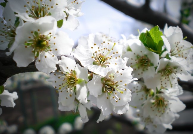 eksplodere Bering strædet Junior Blommetræer | Få tips til at dyrke blommer med succes | idenyt