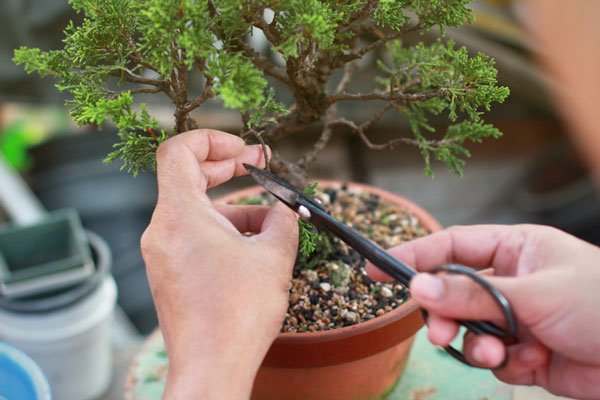 Sax som klipper bonsai