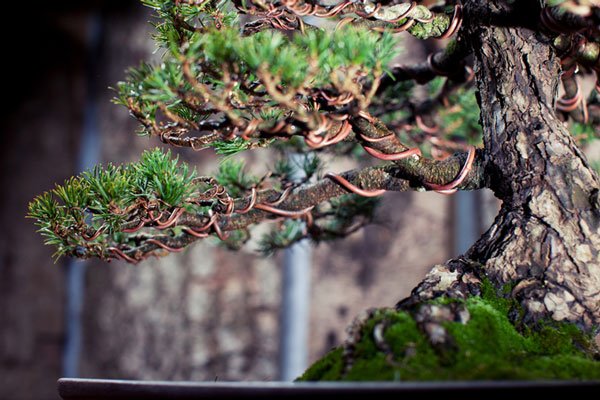 Grenar på bonsai som formas