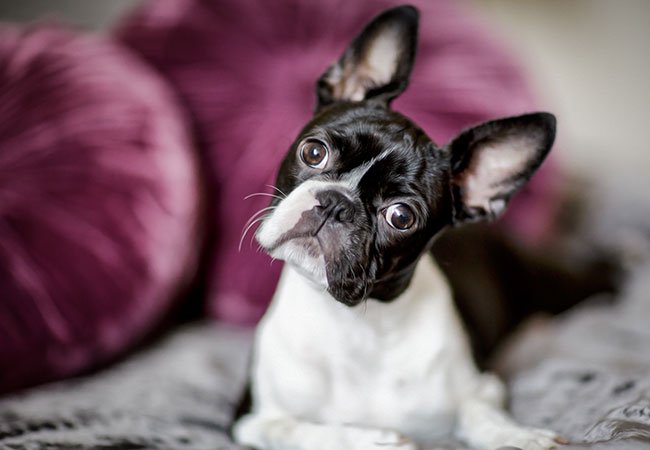 Boston terrieren er en social og lidt fjollet hund, der er perfekte ledsagerhunde