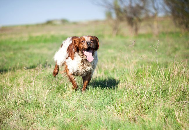 Breton løper på en eng - aktiv hunderase