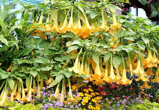 Engletrompeter er en middelhøj busklignende plante, der imponerer med sine lange, nedadhængende trompetlignende blomster.