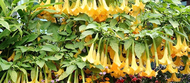 Engletrompeter er en middelhøj busklignende plante, der imponerer med sine lange, nedadhængende trompetlignende blomster.