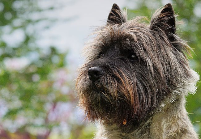 Cairn Terrier - en sund og længelevende race