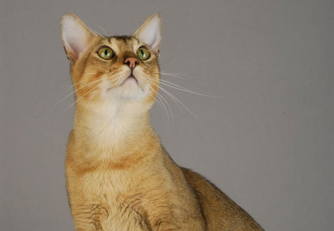Chausier-rasen har sin opprinnelse i Egypt og er et annet eksempel på en av verdens mest sjeldne katteraser.