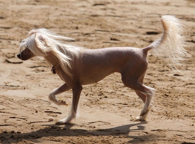 Chinese crested er en hunderace, der findes i to varianter: en hårløs og en langhåret variant.
