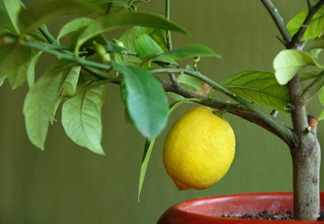 Citrustræ