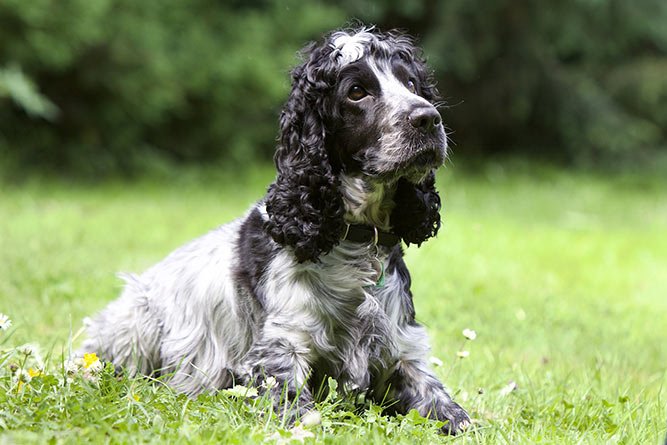 Cocker spaniel - sort og hvit - familiehund