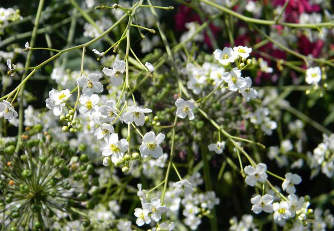 Kæmpeslør (Crambe cordifolia)