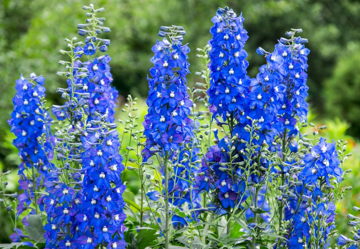 tilbagemeldinger Formand hvile 7 smukke blå blomster, som din have vil elske - idenyt