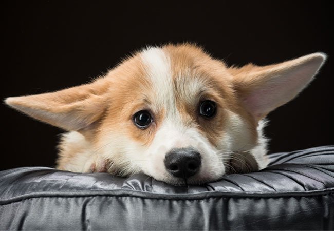 Parasit pille interpersonel Er din hund syg? | 10 sygdomme alle hundeejere bør kende