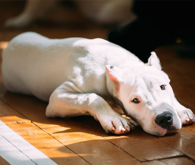 Dogo Argentino er en stor, hvid, stærk og muskuløs hunderace med oprindelse i Argentina. 