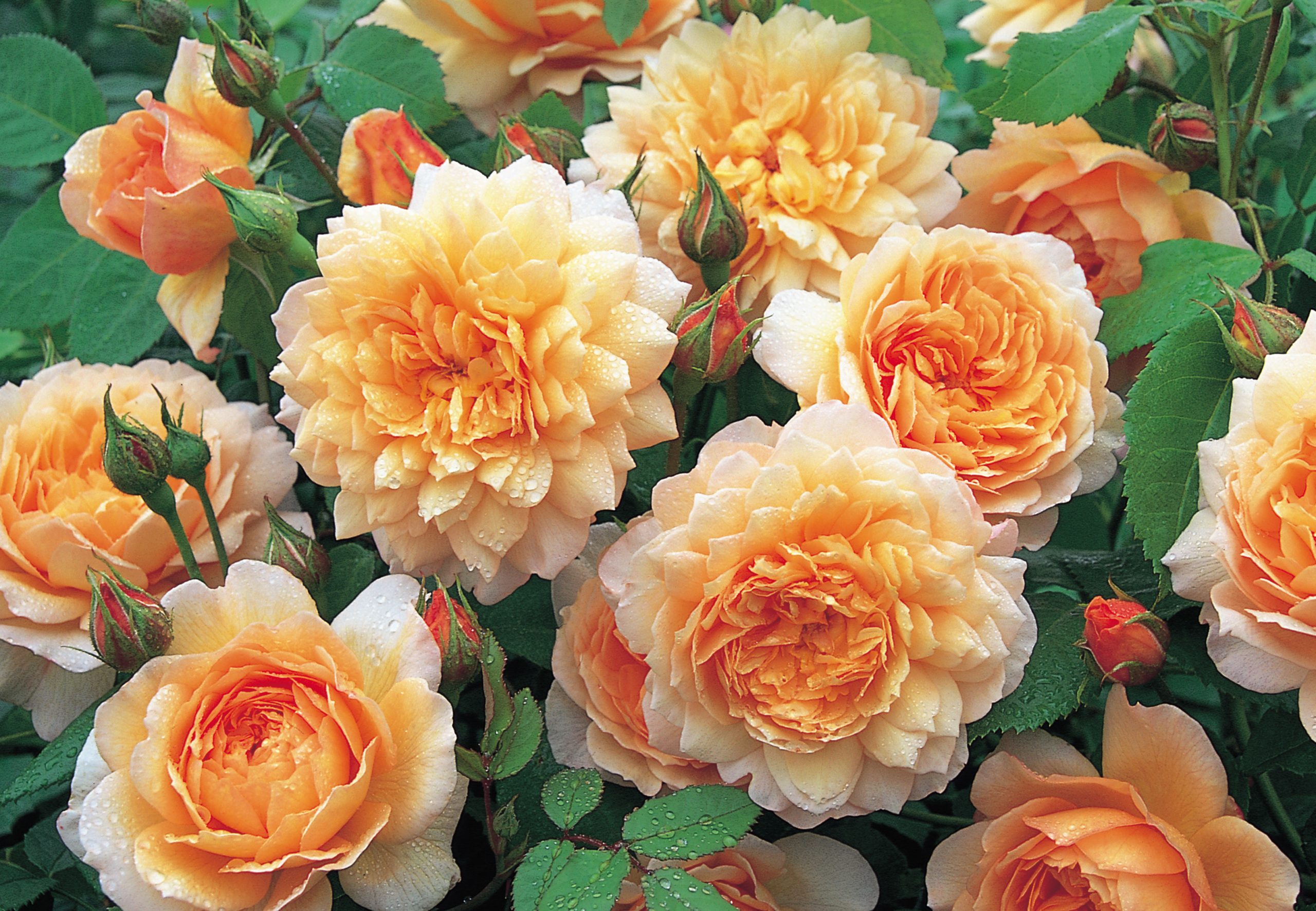 definitive killing Slik Disse 15 engelske roser dufter bedst