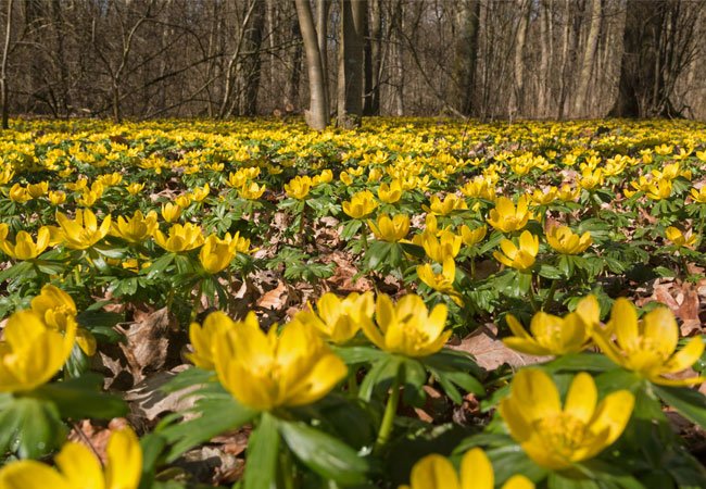 barmhjertighed kaskade Topmøde Erantis - sådan får du et gult tæppe af blomster i haven | idényt
