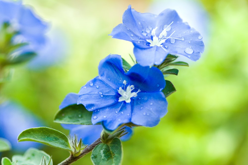 Evolvulus - blå blomster