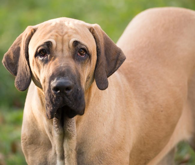 Fila brasileiro bliver også kaldet brasiliansk mastiff og er Brasiliens nationalhund.