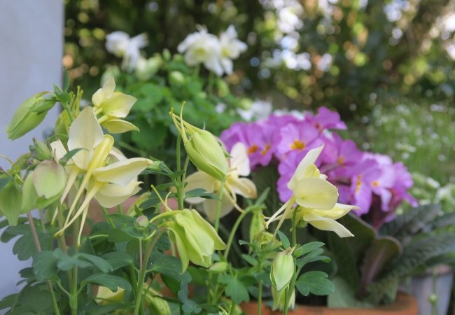 Forårsblomster