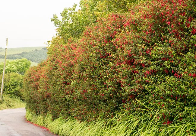 Vilde fuchsiaer i et hegn ved dansk landevej.
