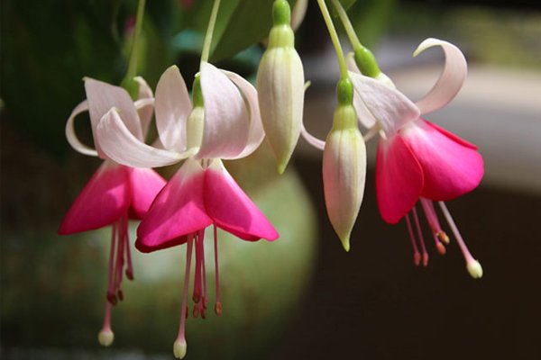 Fuchsia - en perfekt blomst/plante til krukker.