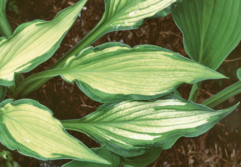 Den elegante blomsterhosta ”Albopicta” forgyller en dunkel plass med sine skimrende blader i lysegult, dekorert med grønne striper. 
