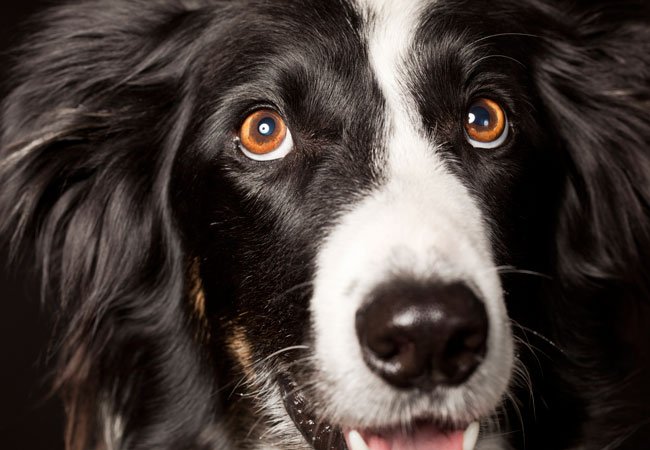 din hund gør disse 16 ting, elsker den meget - idenyt