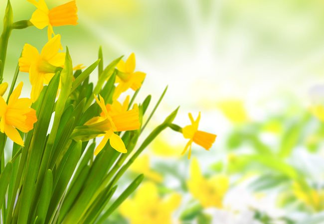 I Danmark forbinder vi den gule lilje med påsken, fordi blomstringsperioden for nogle sorter falder sammen med påsken. 