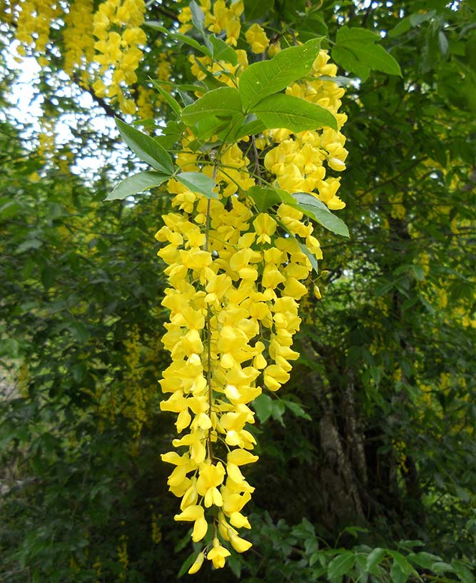 Gullregn er en av de giftigste gule plantene