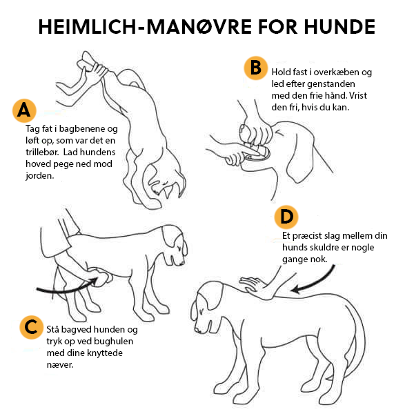 Sådan du Heimlich-manøvren på hunde | idényt