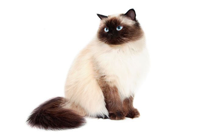 Himalaya katten minder meget om perserkatten, men adskiller sig med dens karakteristiske smukke blå øjne