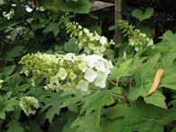 Hortensia egebladet