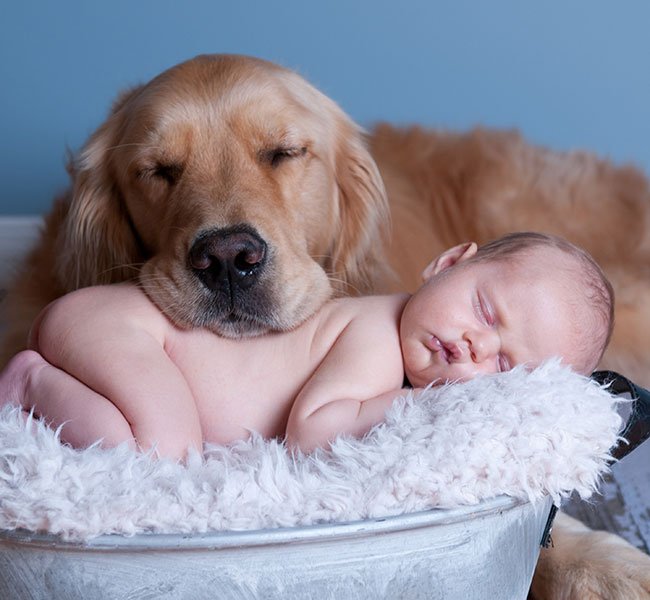 Om Sparsommelig Drik Hund og baby - sådan introducerer du din hund for et nyfødt barn | idényt