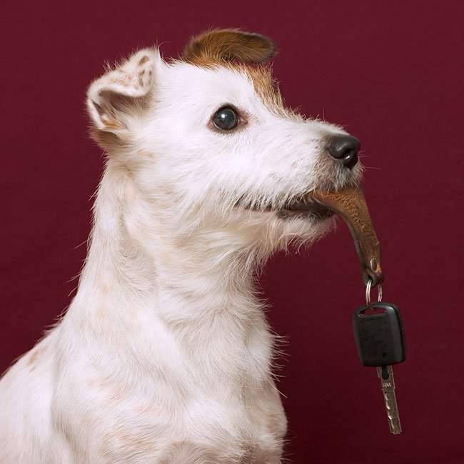 Hund med bilnøgler i munden