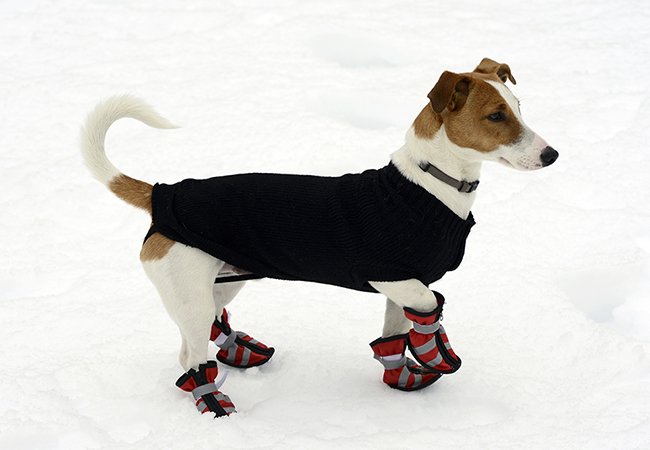 annoncere Ansættelse hastighed Har hunde brug for tøj - og kan de lide det?