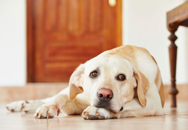 sygdom Premier ikke Hvis din hund gør disse 16 ting, elsker den dig meget HØJT - idenyt