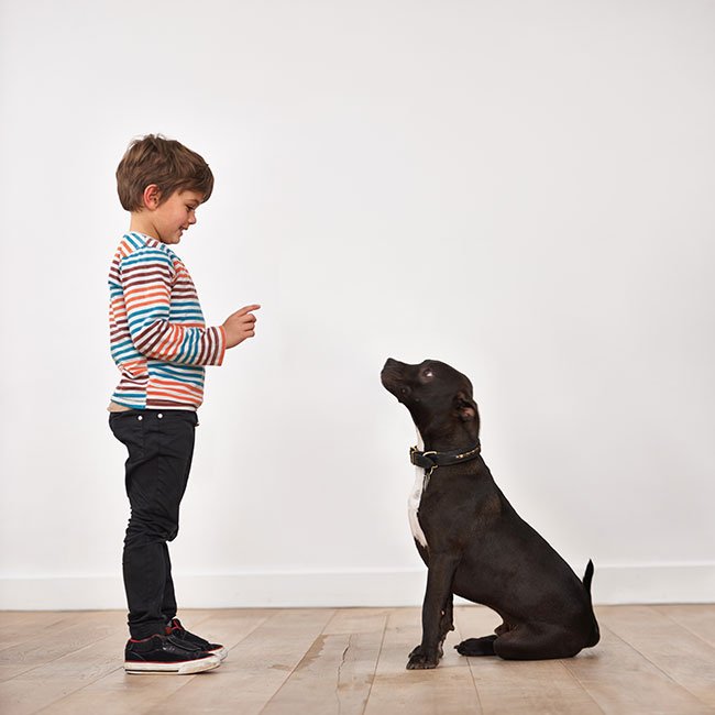 10 enkle at holde din hund beskæftiget indendørs | idényt