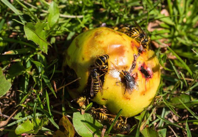 sikrer du dig en hvepsefri sommer