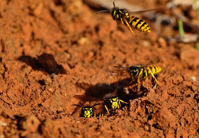 Hvepse kan bygge deres bo i græsplænen, stensætninger, muldvarpeskud og i mørnede træstubbe.