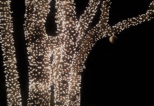 Lyskæde udendørs til jul | så meget koster lyskæder idényt