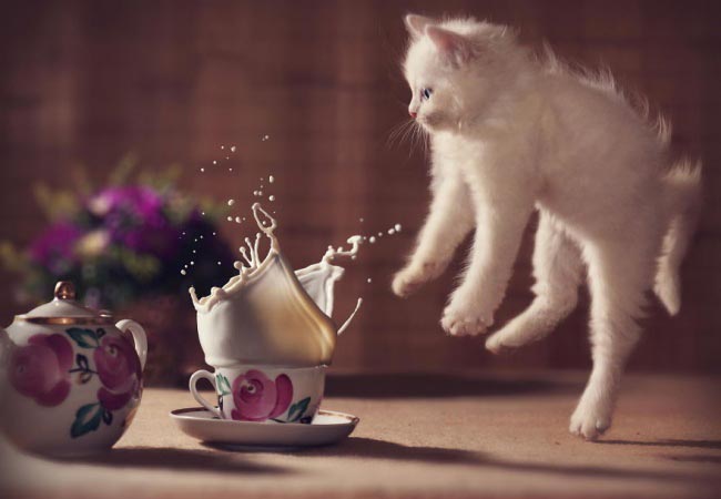 8 sjove kattebilleder med perfekt timing