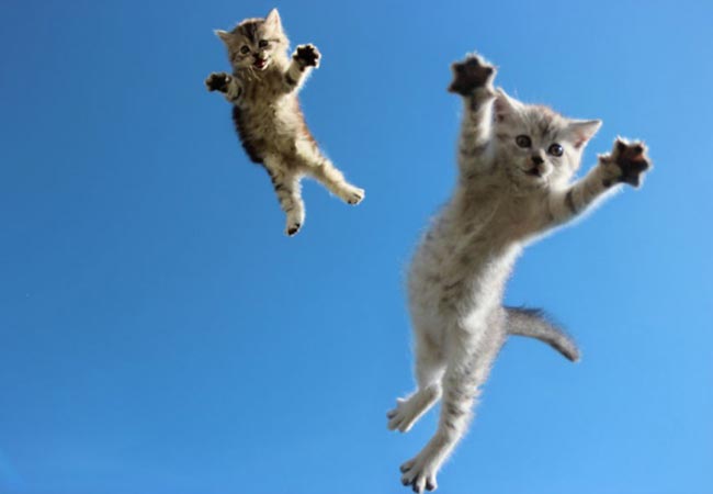 Atlas Hej godkende 8 sjove kattebilleder taget med perfekt timing